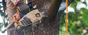 How Our Tree Care Process Works  in  Niles, OH