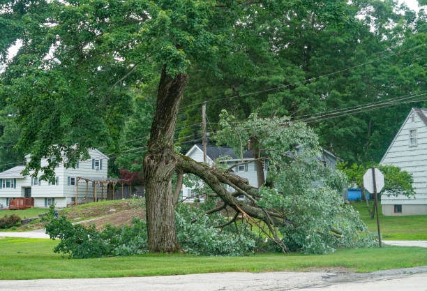 Trusted Niles, OH Tree Services Experts